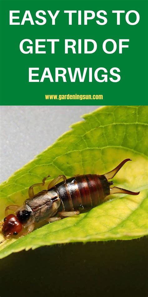 What kills earwigs. Things To Know About What kills earwigs. 